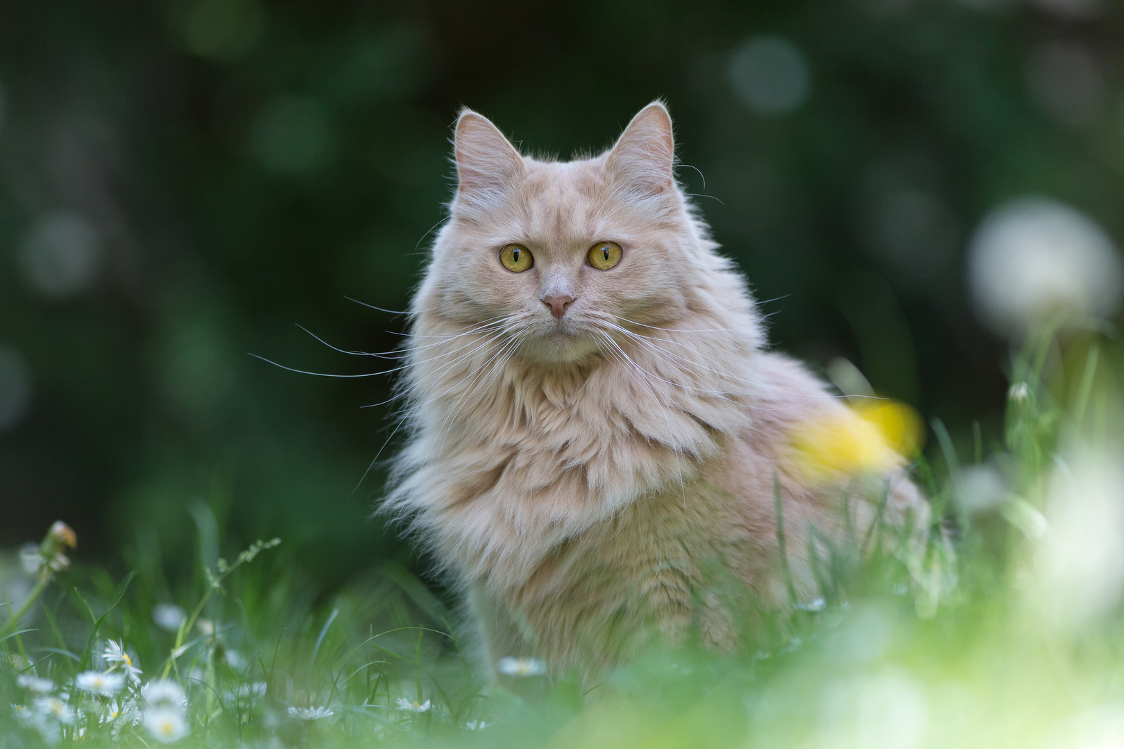 Katzenportrait