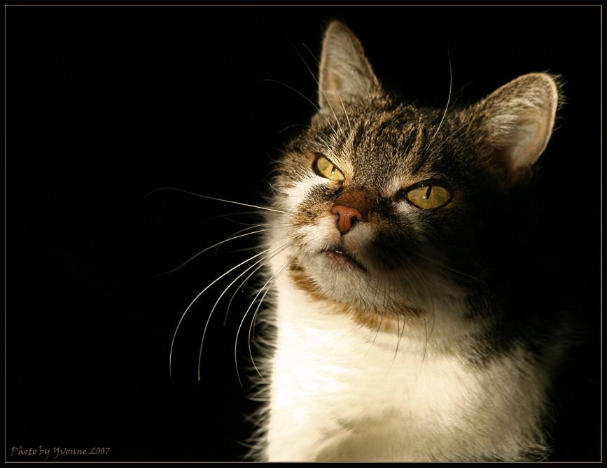 Katzenportrait II