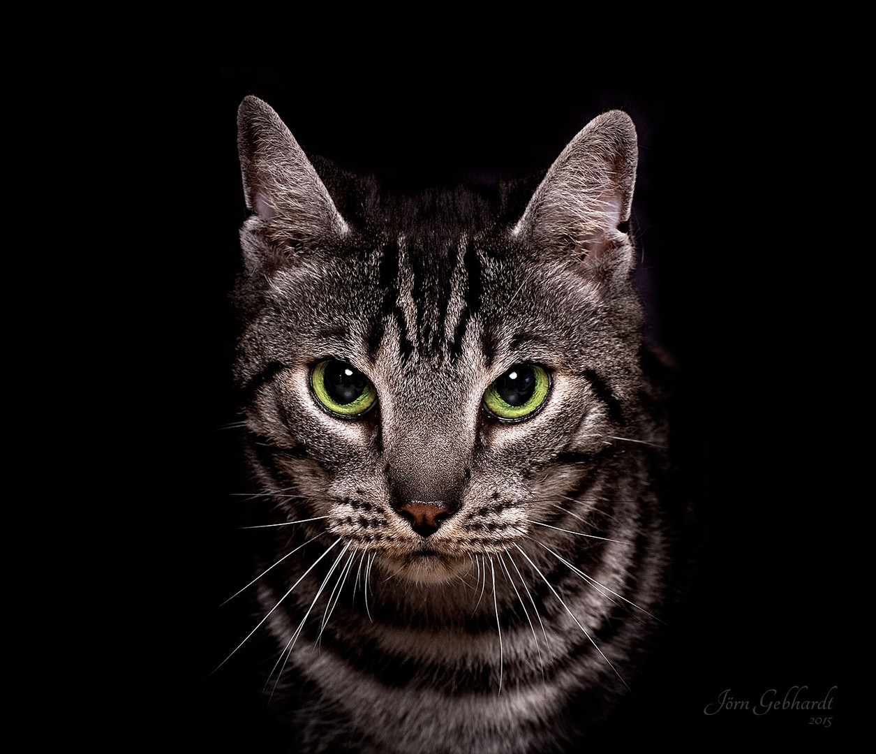 Katzenportrait im Studio