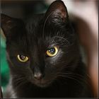 Katzenportrait in schwarz ;-))