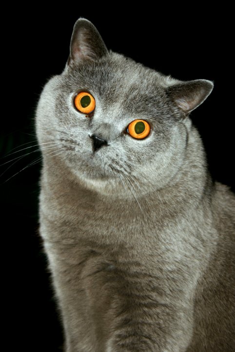 Katzenportrait (Karthäuser-Kater)