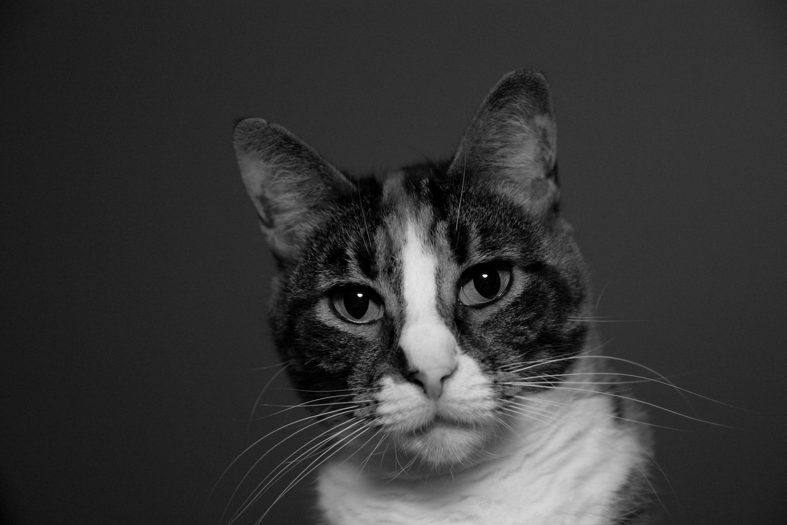 Katzenportrait schwarz-weiß