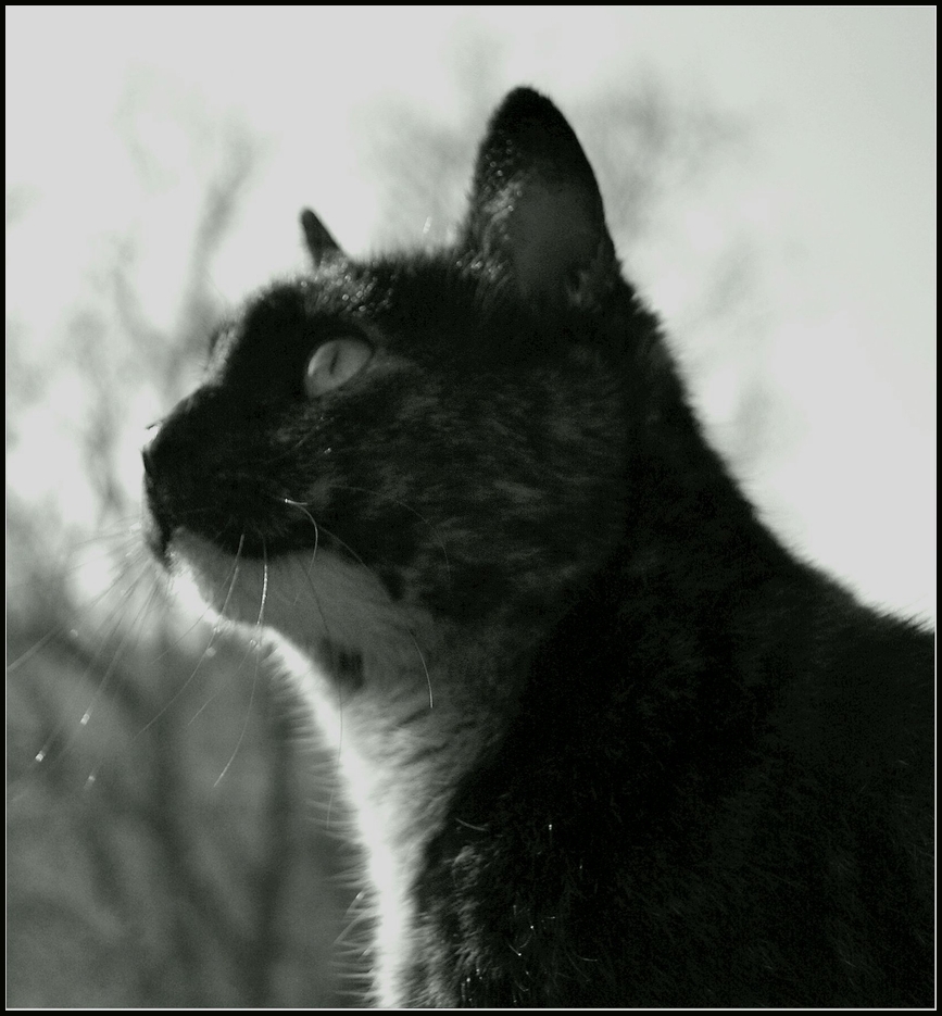 Katzenportrait2