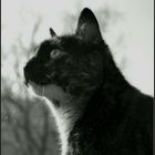 Katzenportrait2