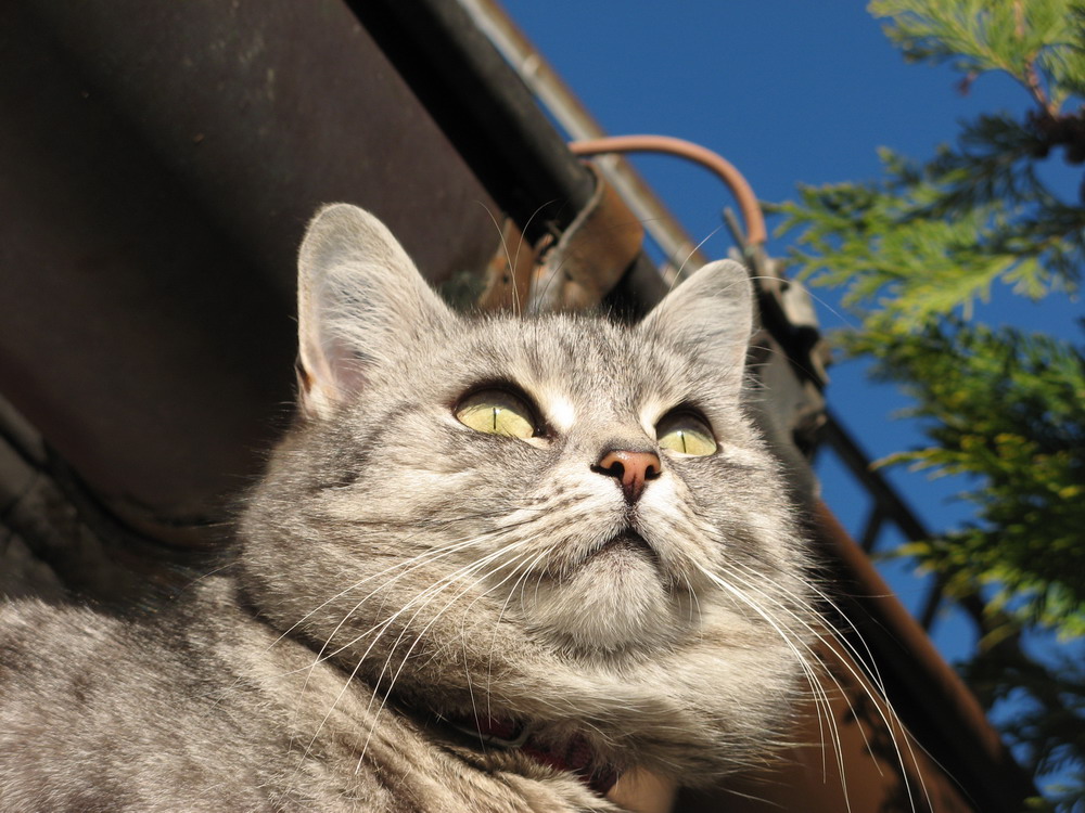 Katzenprinzessin genieß die Sonne