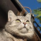 Katzenprinzessin genieß die Sonne