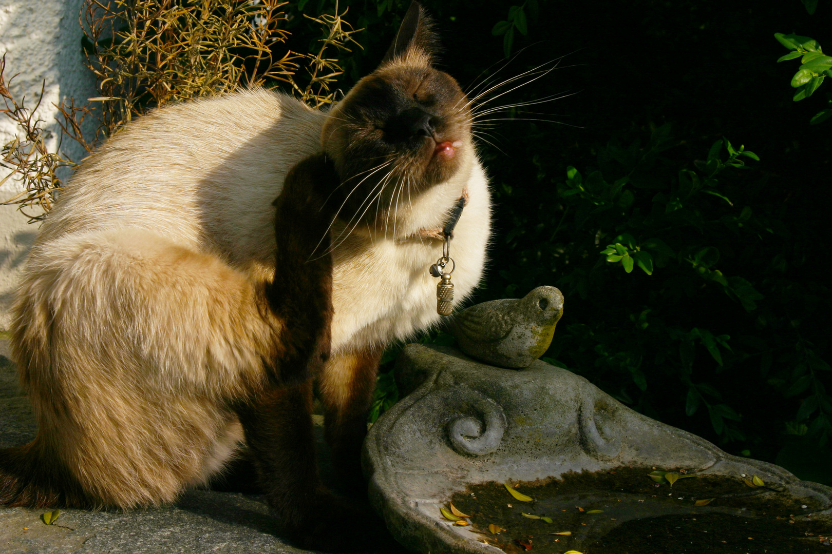 Katzenputzritual