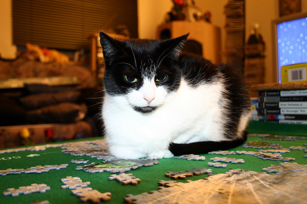 Katzenpuzzle :D