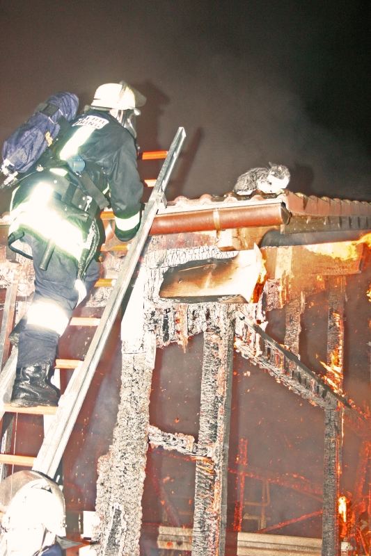 Katzenrettung bei Großbrand