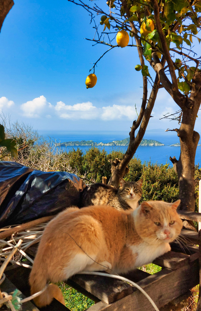 Katzenschlafplatz unterm Zitronenbaum