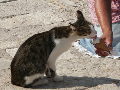 katzenschleck