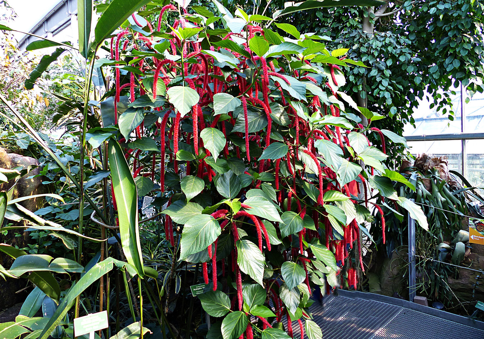 Katzenschwänzchen (Acalypha hispida) 