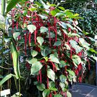 Katzenschwänzchen (Acalypha hispida) 