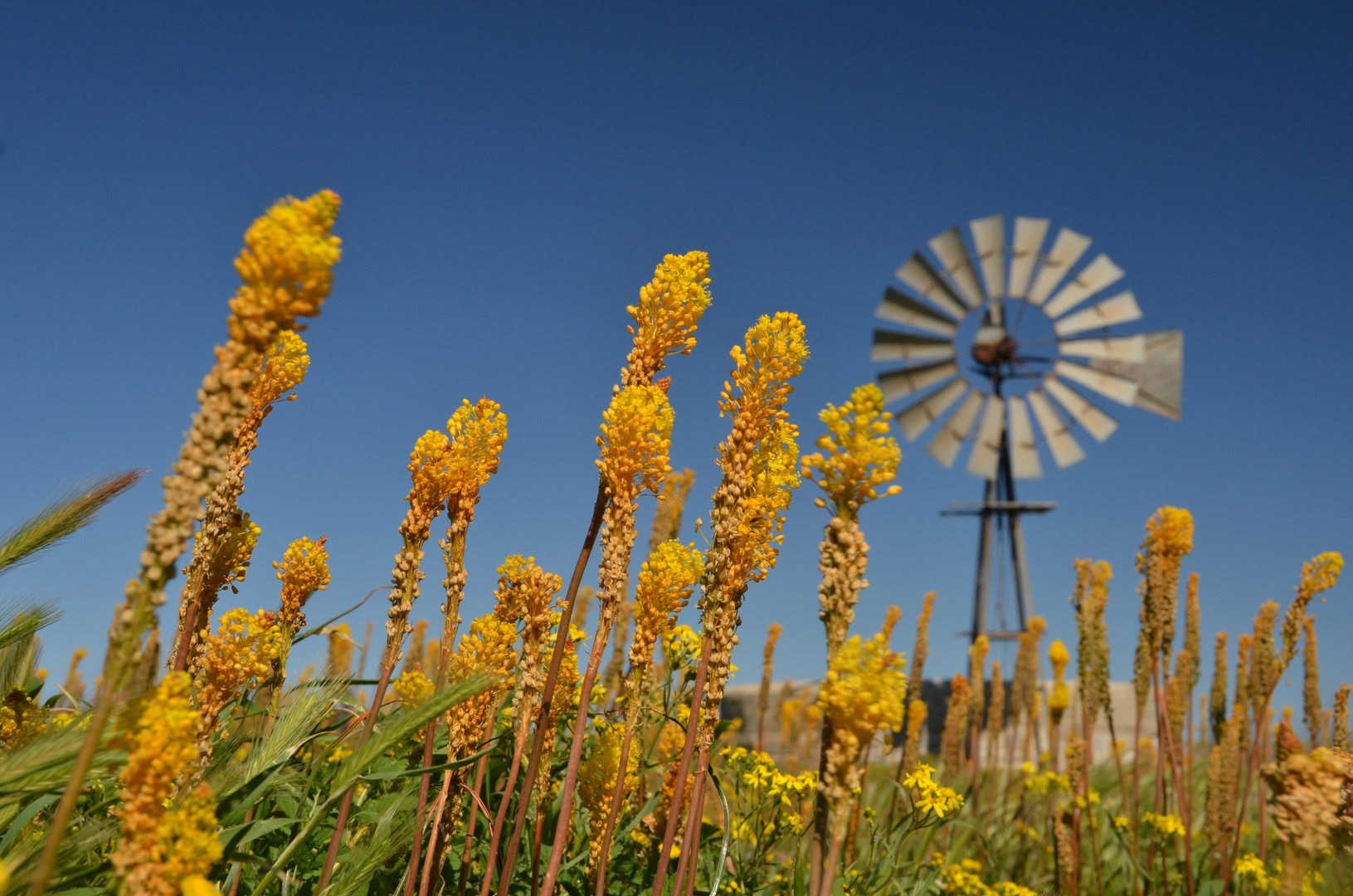 Katzenschwanzblumen