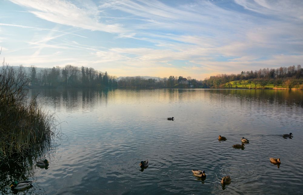 Katzensee Enten