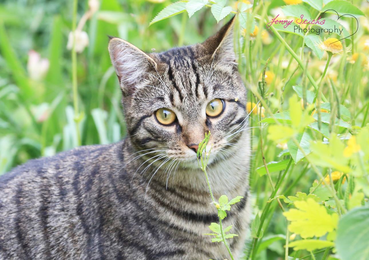 Katzenshooting in Würzburg