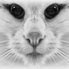 Katzen.............sicht