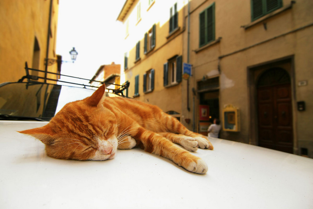 Katzensiesta auf der Motorhaube