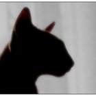 Katzensilhouette