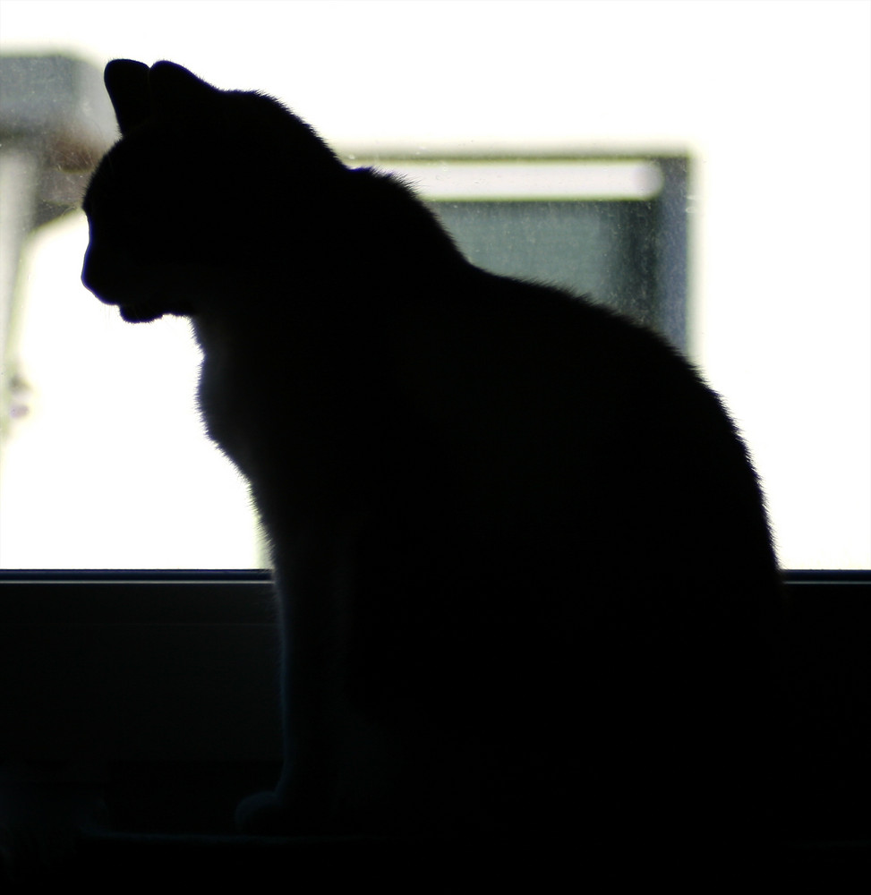 Katzensilhouette - Blick in die Freiheit #2