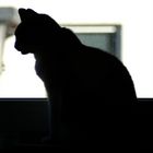 Katzensilhouette - Blick in die Freiheit #2