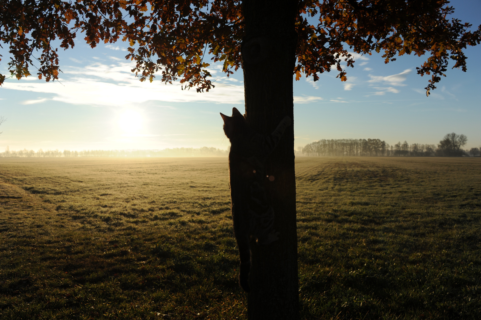 Katzenspechtbaum