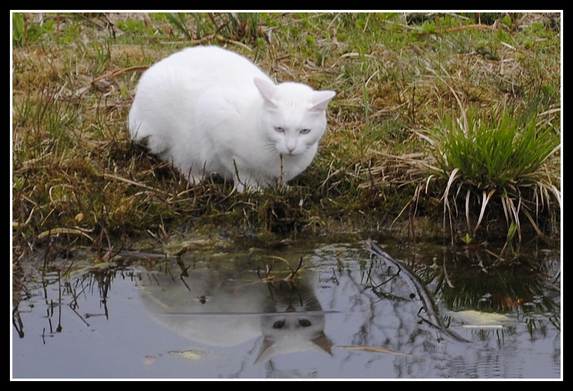 Katzenspiegel