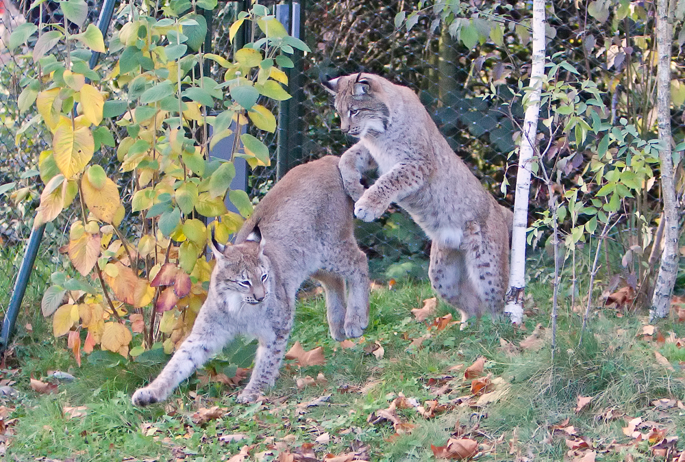 Katzenspiele am Abend