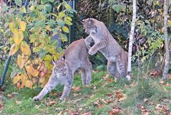 Katzenspiele am Abend