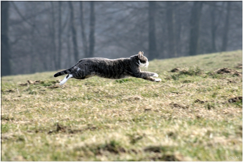 ~Katzensprung~