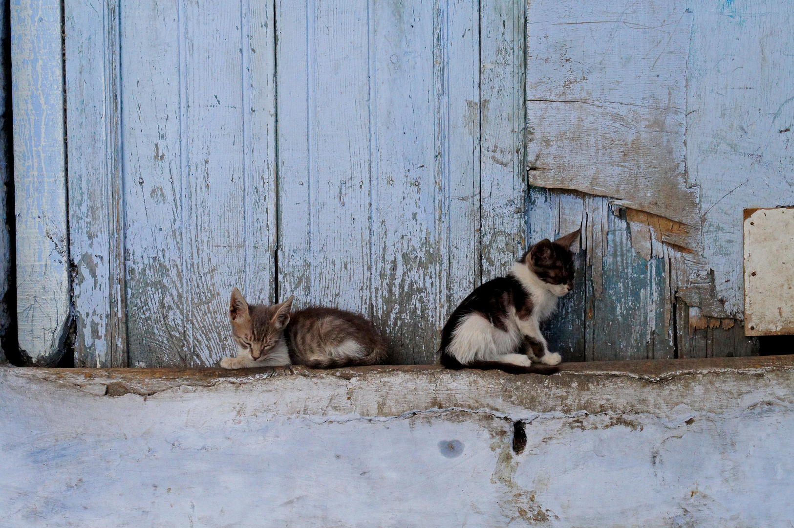 Katzenstadt Chefchaouen