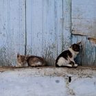 Katzenstadt Chefchaouen