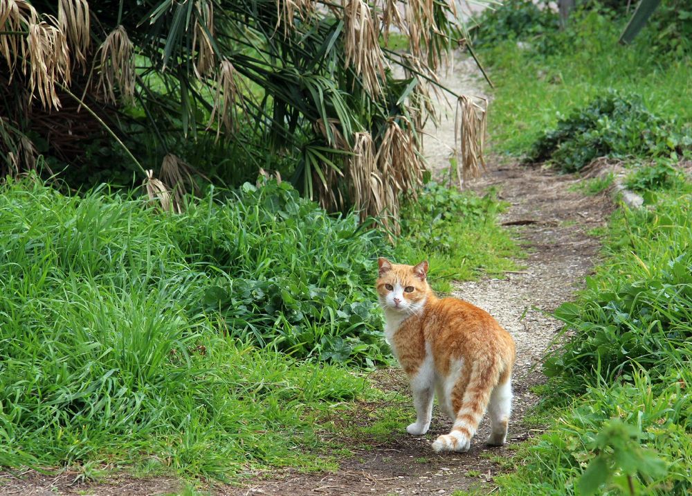 Katzensteig