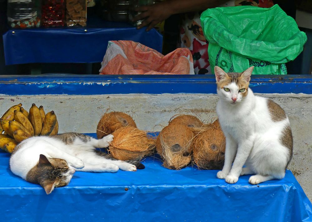 Katzenstillleben