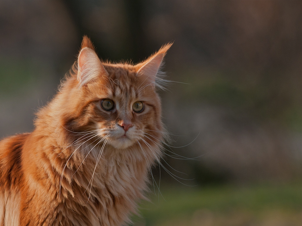 Katzentag