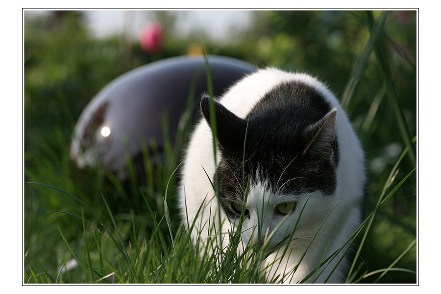 Katzentag im Garten