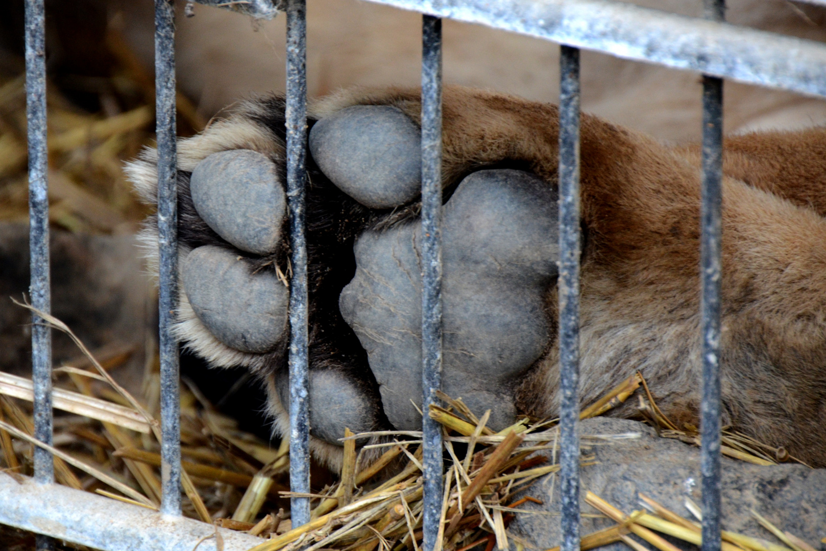 Katzentatze hinter Gittern