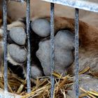 Katzentatze hinter Gittern