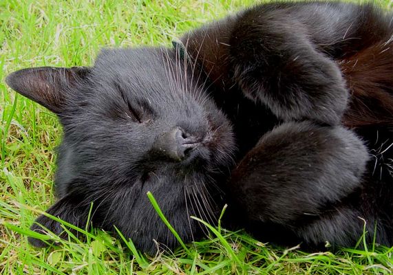 Katzentraum vom Häschen