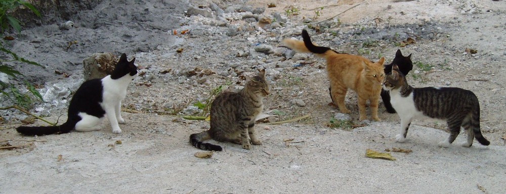 Katzen Treffen