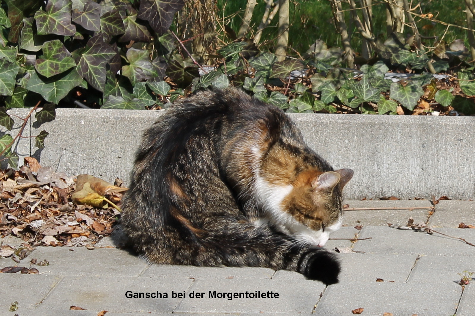 Katzenwäsche