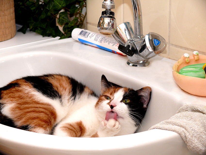 Katzenwäsche Foto & Bild | tiere, haustiere, katzen Bilder auf