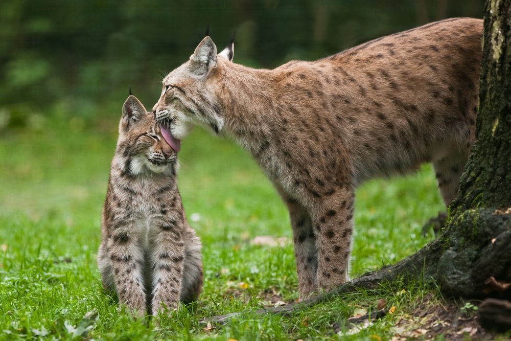 Katzenwäsche...