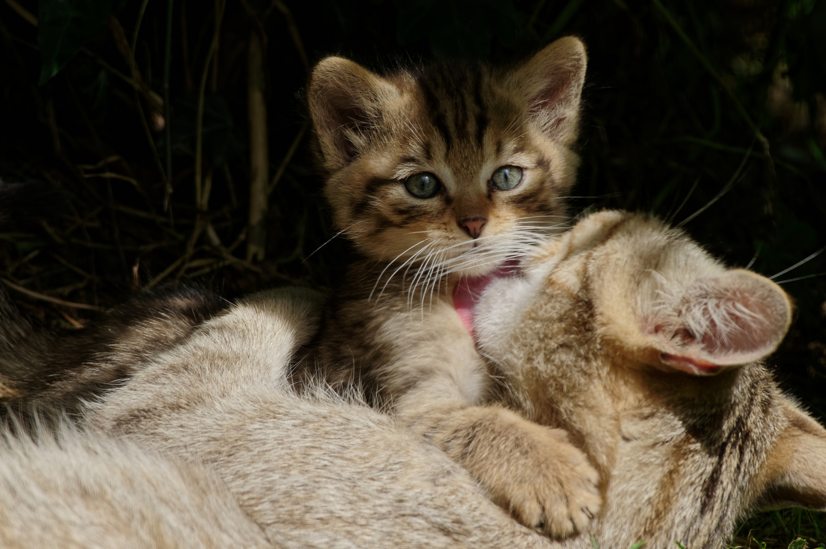 Katzenwäsche