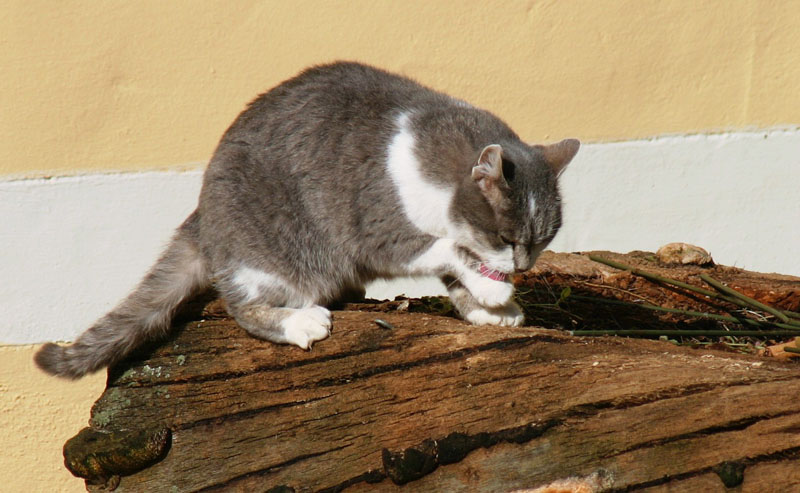 Katzenwäsche