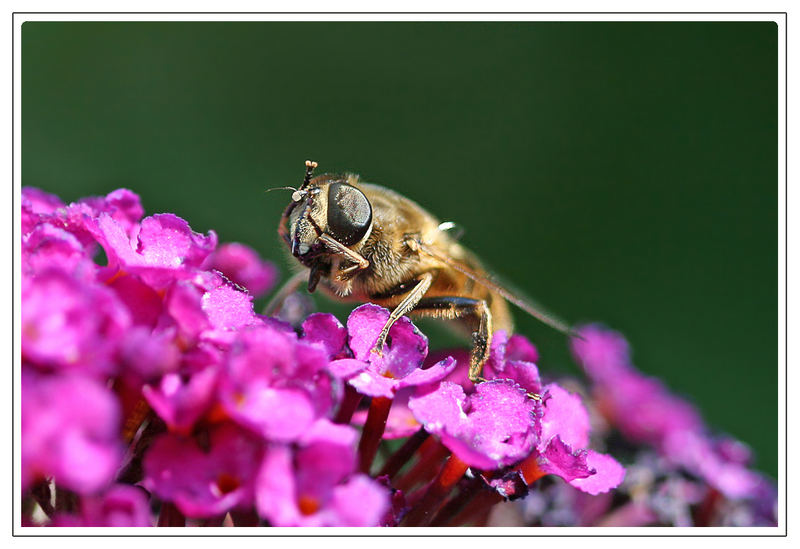 Katzenwäsche Foto & Bild | tiere, wildlife, insekten Bilder auf