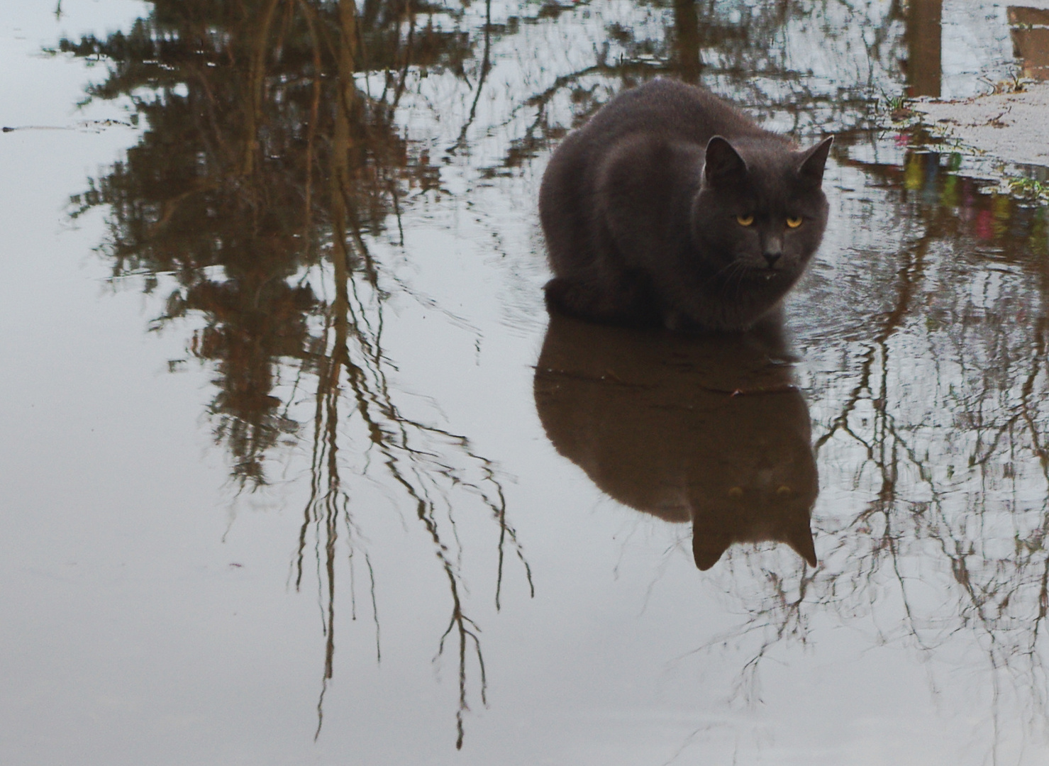 Katzenwäsche - Dienstag ist Spiegeltag!