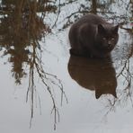 Katzenwäsche - Dienstag ist Spiegeltag!