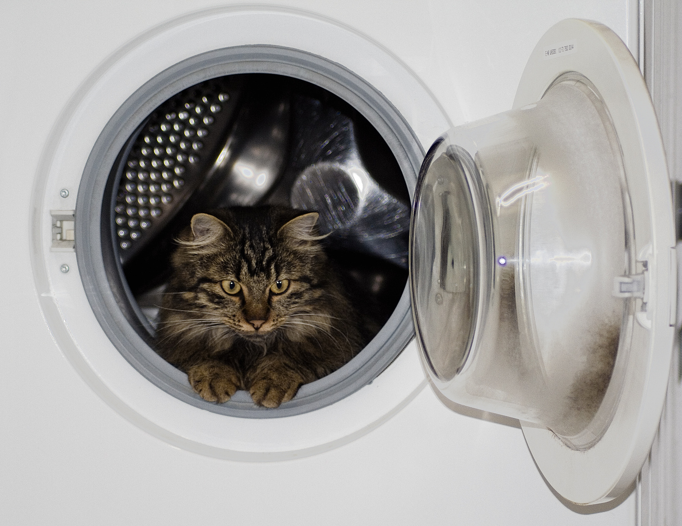 Katzenwäsche Foto & Bild | tiere, haustiere, katzen Bilder auf