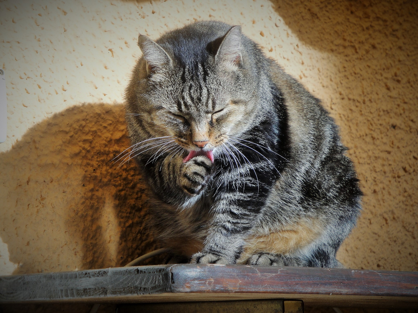 Katzenwäsche für mein Amore >